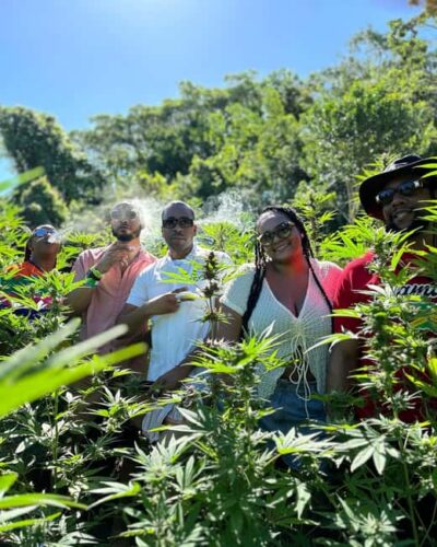 Montego Bay: Marijuana Farm Private Tour with Transportation - The farm tour: history, cultivation, and real plant stages