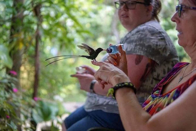 Rockland Bird Sanctuary Private Tour - What You’ll See: Jamaica’s Birds and a Few World Visitors